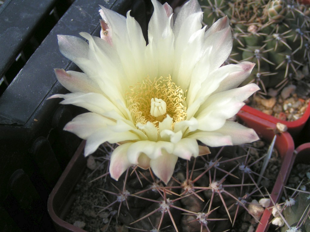 GYMNOCALYCIUM reductum JPR 95-113_273